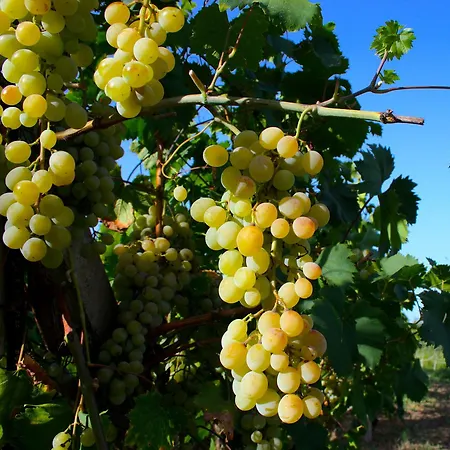 Hébergement de vacances Domus Sol Aria